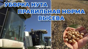Уборка нута. Главный секрет- норма высева!