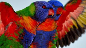 Самые красивые цвета природы ; Разноцветные животные. Антистрессовая релакс музыка