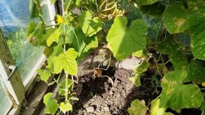 Уныло смотрят огурцы на осень, Ленинградская область