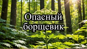 Этот борщевик опасен! Научное объяснение за 35 секунд
