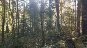 С Лирой в нагонке