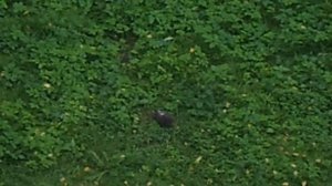 Больной голубь на поляне. Возможно орнитозом. 72-2894-4195-8e86-aa4c176c429a