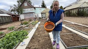 9 сентября. Готовлю грядки к следующему сезону. Посадка сидератов