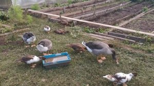 VID_20250911_164337.mp4