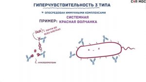 Гиперчувствительность аллергия 3 типа (иммунокомплексный)