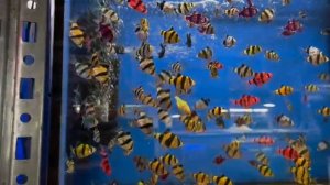 подводные жытиле