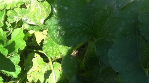 Холодно. Кабачок в огороде не замерз . Насекомое .      ПОДПИШИСЬ