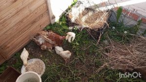 ЖИВЁМ У ДОЧЕРИ В ДЕРЕВНЕ.