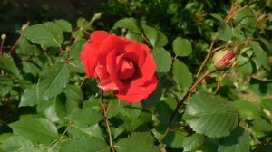 05=05=2025 РОЗА    ник    (31)