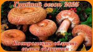 Грибной сезон 2025 Засаливаем волнушки