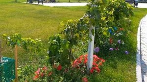 Новоиерусалимская обитель. Теплый солнечный день. 22 августа.