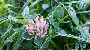 Первые заморозки этой осенью 🍁🍂❄️
