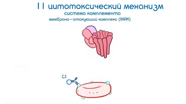 Гиперчувствительность аллергия 2 типа (цитотоксический механизм)