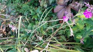 Надо ли обрезать многолетники осенью