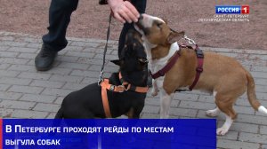 В Петербурге проходят рейды по местам выгула собак