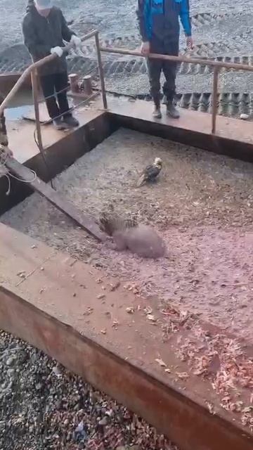 На Камчатке спасли медвежонка, упавшего в яму с рыбными отходами смотреть онлайн