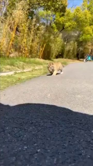 Тигрята на прогулке смотреть онлайн