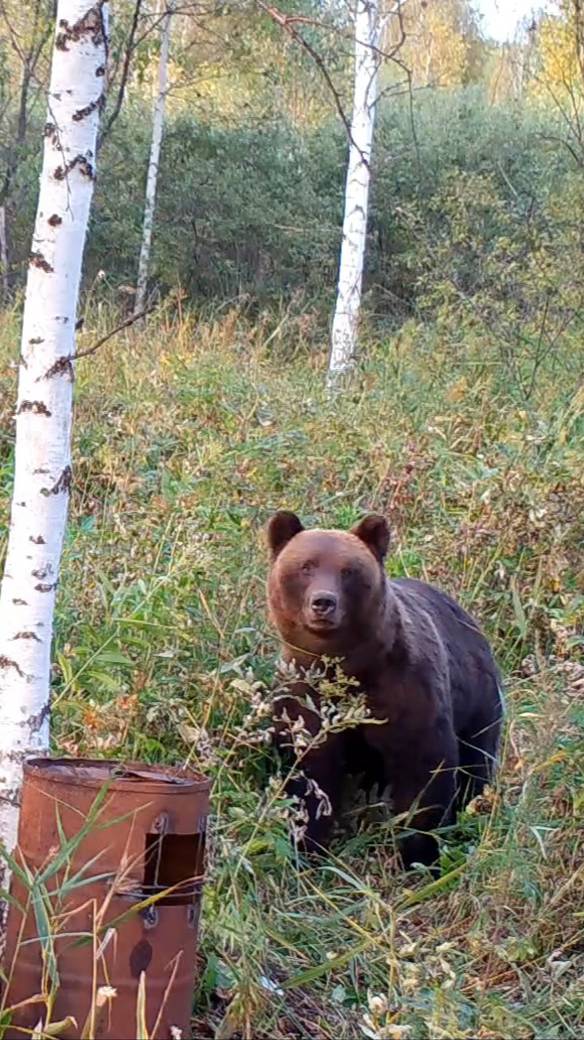 Трусливый медведь у привады.