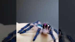 Такой паучок обитает в северной Америке он совершенно не ядовит.🕷️