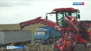 В Старооскольском округе уже собрали более 10 тысяч тонн сахарной свеклы