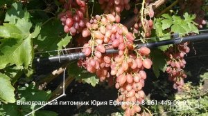 кишмиш Лучистый