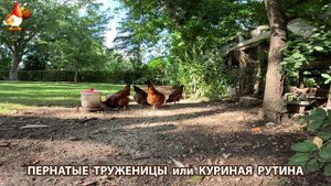 Куры несушки свободного выгула и их обычная куриная рутина – эпизод (698)