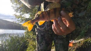 Рыбалка в Сентябре на фидер