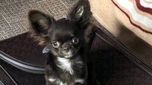 Ю Стас Микро Чихуахуа #отзывы_о_питомнике_мари_мистик_чихуахуа 89215950848 #купитьчихуахуапродаю