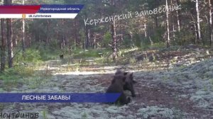 Игры медвежат