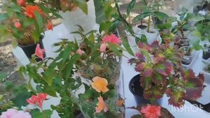 Выставка цветов в Самаре.🌴🌹🌳🌸