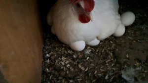 Экономное меню. День № 4