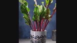 Садоводы из США показывают свои лайфхаки