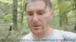 Рассказ о моей встрече с животным в горном лесу Сочи (16.06.2020)