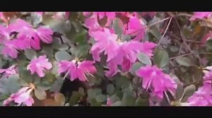 Москва Ботанический сад Оранжерея цветов