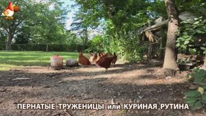 Куры несушки свободного выгула и их обычная куриная рутина – эпизод (699)