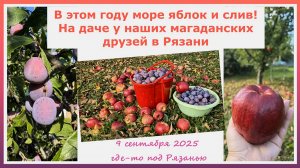 В этом году море яблок и слив! На даче у магаданских друзей в Рязани. 9 сентября 2025