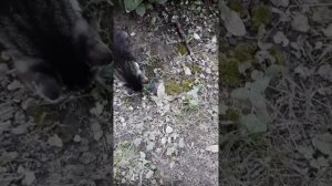 ПЕСНЯ ПРО КОШКУ МИЛКУ МЯУ МЯУ