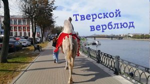 Тверской верблюд. Верблюды Твери. Верблюжьи покатушки.