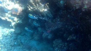 Обитатели рифа отеля Sharm Plaza. Южный Синай, Шарм-эль-Шейх