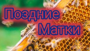 Поздние матки