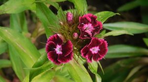 05=05=2025  ХОР   ник    (62)