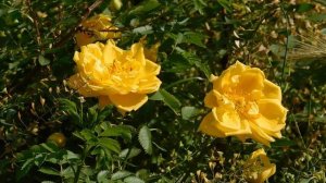 05=05=2025  РОЗОЧКИ    ник    (25)