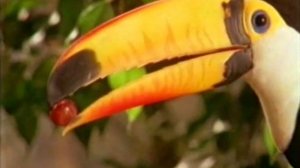 Крах теории эволюции