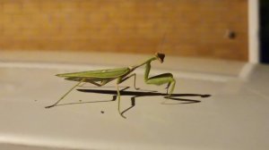 Самка богомола, ночь