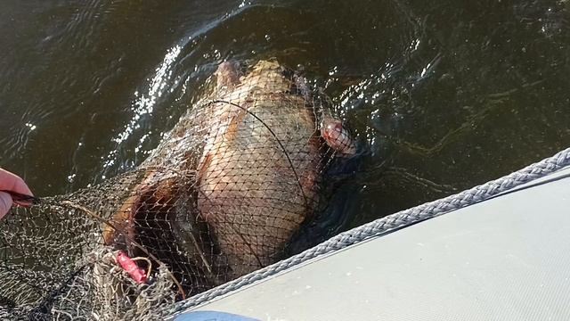 Почти весь улов в черте города Чебоксары. смотреть онлайн