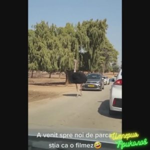 Страус, Лошадка и Обнимашки!