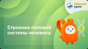 Строение половой системы человека. Видеоурок по биологии 8 класс