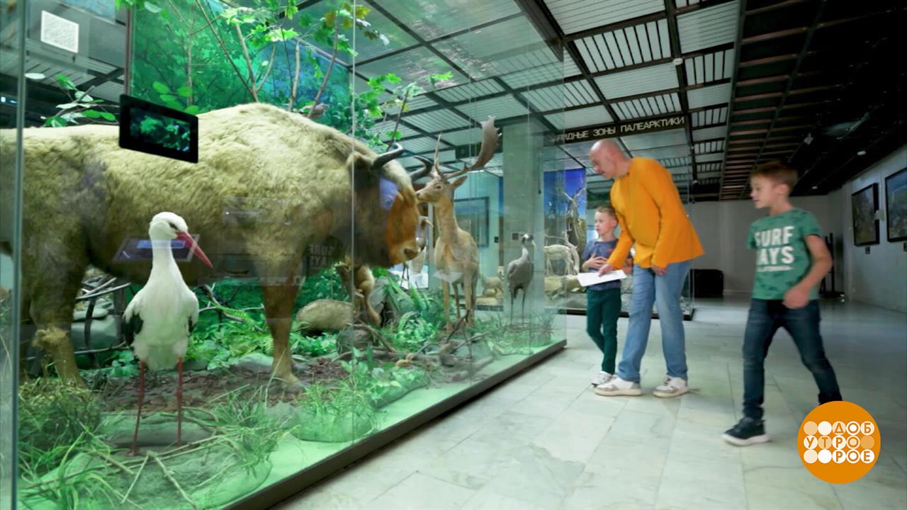 Папа вам не мама. С ним в музее не соскучишься. Доброе утро. Суббота. Фрагмент выпуска от 13.09.2025