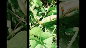 Зелёная саранча пришла к нам