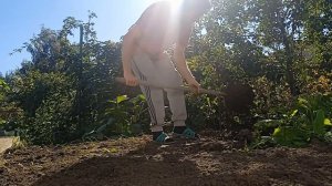 Уборка урожая на 6 соток сегодня очередь марковки в земле морковка идеальная не такая как в грядках.